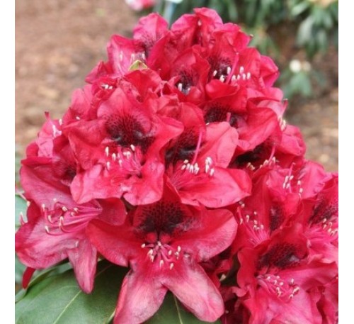 Рододендрон Матадор (Matador) С2